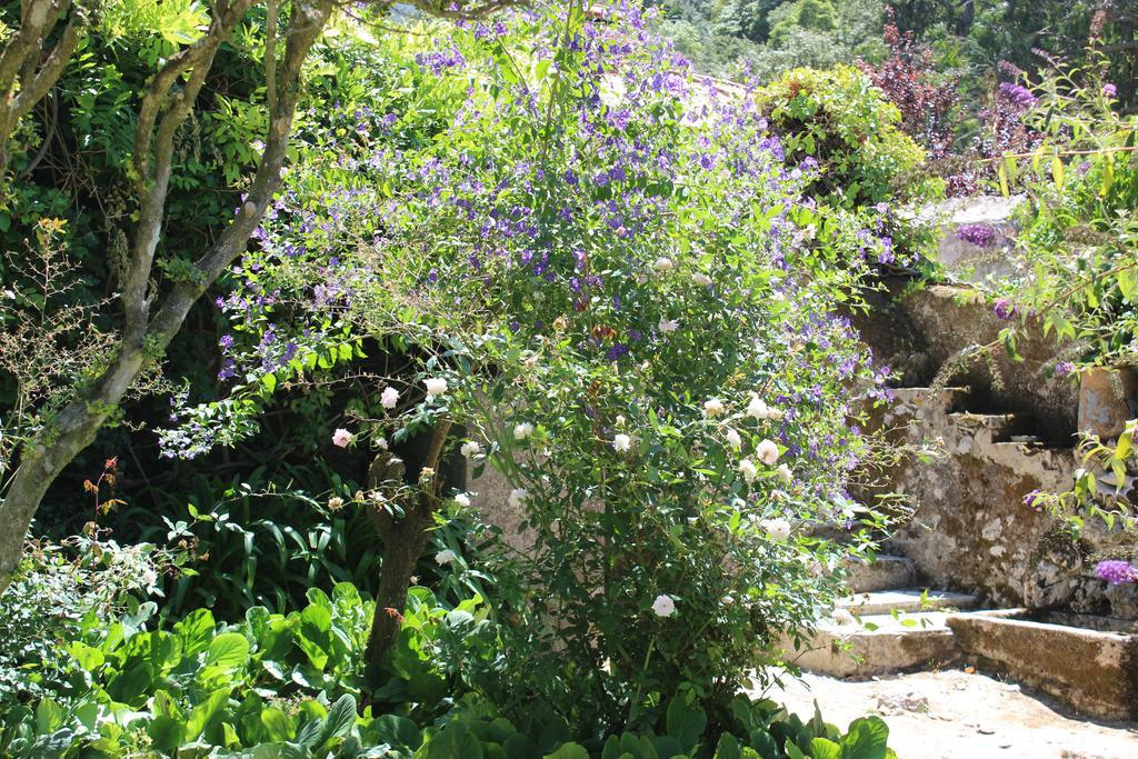Quinta De Sao Tadeu Hotell Sintra Exteriör bild